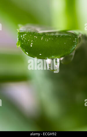Nahaufnahme einer geschnittenen Aloe-Vera-Pflanze mit einer geringen Schärfentiefe Stockfoto