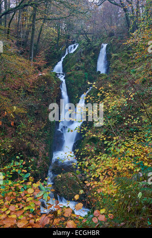 Stock Ghyll Wasserfall im Herbst in der Nähe von Ambleside in den Lake District, England, UK Stockfoto