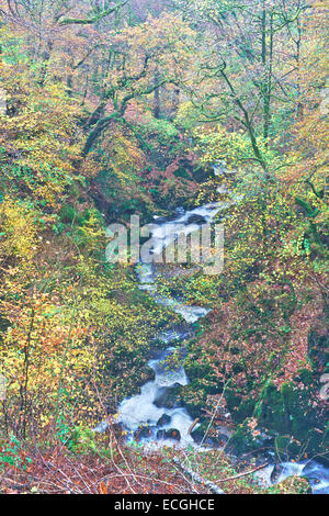 Wald am Stock Ghyll Wasserfall im Herbst in der Nähe von Ambleside in den Lake District, England, UK Stockfoto