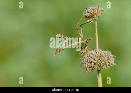 Haubenfangschrecke, Empusa Pennata, Conehead Mantis Stockfoto