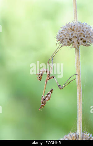 Haubenfangschrecke, Empusa Pennata, Conehead Mantis Stockfoto