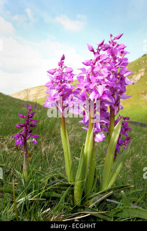 Frühe lila Orchideen (Orchis Mascula) wachsen auf einem Hügel in Cressbrook Dale, Peak District National Park, Derbyshire, UK Stockfoto