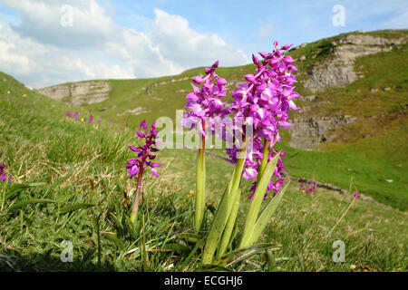 Frühe lila Orchideen (Orchis Mascula) wachsen auf einem Hügel in Cressbrook Dale, Peak District National Park, Derbyshire, UK Stockfoto