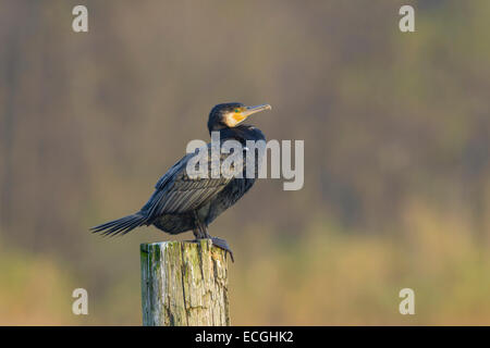 Kormoran Phalacrocorax Carbo, schwarz-Kormoran Stockfoto