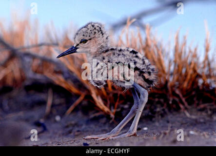 -Mimikry - Pullus von Schwarz geflügelte Stelzenläufer (Himantopus Himantopus) gerade aus dem nest Stockfoto