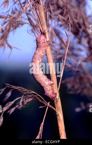 Mimikry - Raupe von gestromt Schönheit (Lycia Hirtaria) getarnt auf ein Rohr Stockfoto