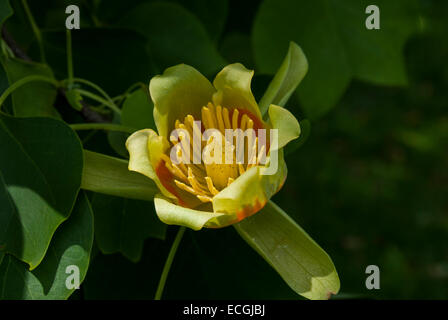 Die große auffällige Blüte eines Liriodendron Tulipifera oder Tulpenbaum, der Zustandbaum von Indiana Stockfoto
