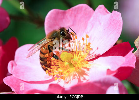 Honigbienen sammeln Pollen, Oregon, USA Stockfoto
