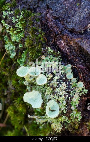 Nahaufnahme von den Fruchtkörpern Pixie Pokal Flechtenarten, Cladonia Pyxidata auf Dartmoor Stockfoto