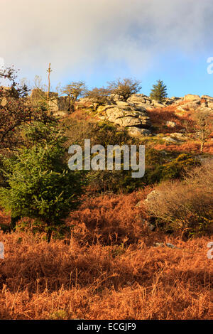 Ein Teppich aus getrockneten Bracken führt das Auge Leder Tor auf Dartmoor National Park, Devon, UK Stockfoto