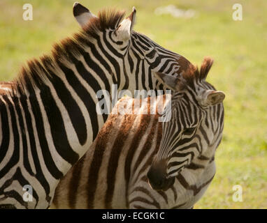 Nahaufnahme eines Erwachsenen Burchell-Zebra berühren Hals der jüngere Stockfoto
