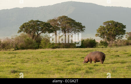 Nilpferd auf Land Weiden Stockfoto