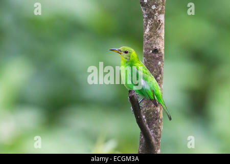 grüne Kleidervogel (Chlorophanes Spiza) einziges erwachsenes Weibchen hocken auf Ast des Baumes im Regenwald Stockfoto