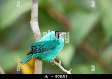 grüne Kleidervogel (Chlorophanes Spiza) einzelne Männchen hocken auf Ast des Baumes im Regenwald Stockfoto