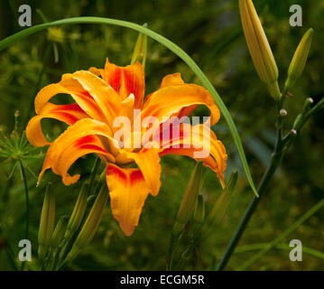 Spektakuläre leuchtend orange gefüllte Blüte & Knospen der Taglilien, Hemerocallis Fulva Flore Pleno vor einem dunklen Hintergrund des Laubes Stockfoto