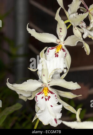 Schöne weiße Orchidee blüht, Beallara Pacific Pastell "Mauna Loa", dunkle rote Muster auf Blütenblätter & lebhaften gelben Schlund, dunkle bkgd Stockfoto