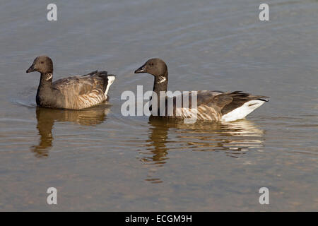 Brent Gänse Branta Bernicla in Baden im Bach Norfolk UK Winter Stockfoto