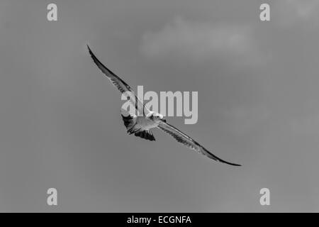 Möwe mit ausgebreiteten Flügeln fliegen Stockfoto