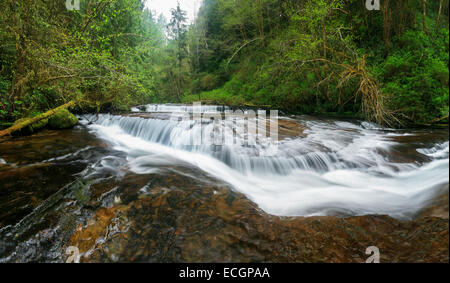 Süße Creek verliebt sich in gemäßigten Regenwald Oregons Stockfoto