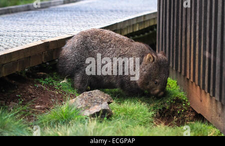 Gemeinsamen Wombat (Vombatus Ursinus) in der Wiege Mtn - Lake St. Clair National Park, Tasmanien, Australien Stockfoto