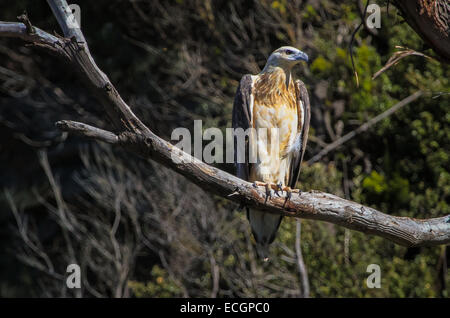 White-bellied Sea Eagle (Juvenile), Tasmanien, Australien Stockfoto