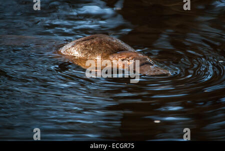 Ente – abgerechnet Platypus in der Wildnis, Tasmanien, Australien Stockfoto