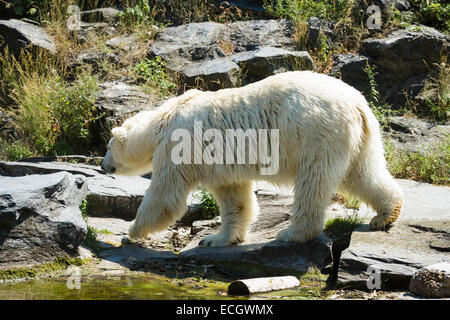 Eisbär (Ursus maritimus) Stockfoto