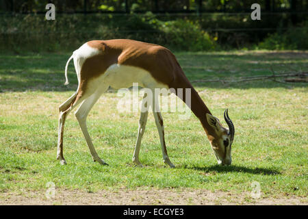 Dama Gazelle (Nanger Dama) Stockfoto