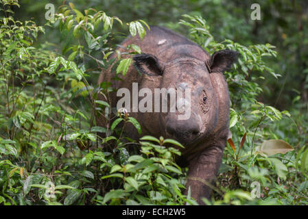 Der junge Sumatra-Nashorn (Dicerorhinus sumatrensis) wurde Andatu im Sumatran Rhino Sanctuary (SRS), Way Kambas National Park, Indonesien, genannt. Stockfoto