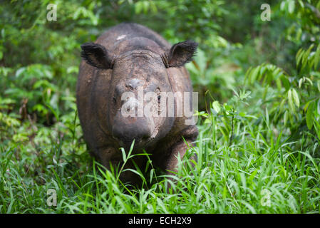 Der junge Sumatra-Nashorn (Dicerorhinus sumatrensis) wurde Andatu im Sumatran Rhino Sanctuary (SRS), Way Kambas National Park, Indonesien, genannt. Stockfoto