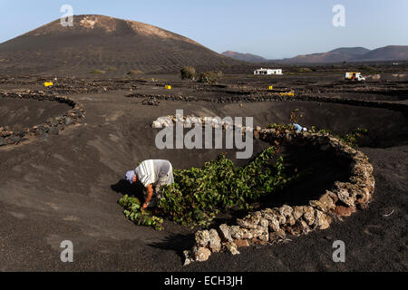 Typischen Weinberge im Trockenanbau in Vulkanasche, Abendlicht, Ernte, Weinanbaugebiet La Geria, Lanzarote Stockfoto