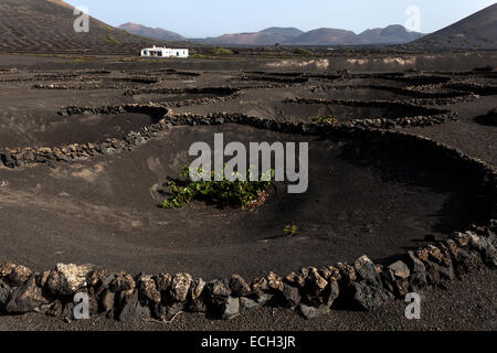 Typischen Weinberge im Trockenanbau in vulkanischer Asche, Lava, Weinanbaugebiet La Geria, Rebe, Lanzarote, Kanarische Inseln, Spanien Stockfoto