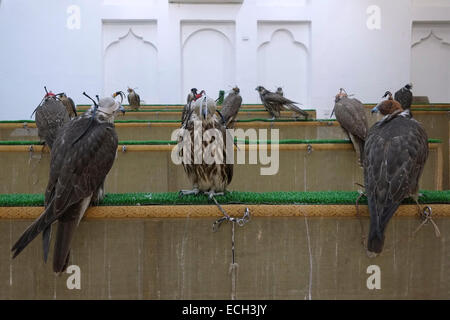 Tethered hooded Falken in den Falcon Souq Waqif nähe Markt im Stadtteil Al Souq, die im Zentrum von Doha, Hauptstadt von Katar befindet Stockfoto