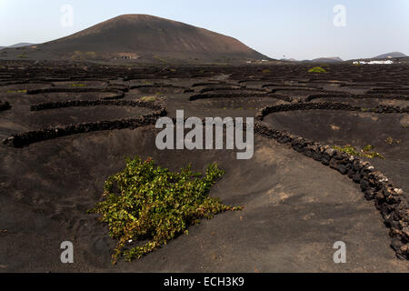 Typischen Weinberge im Trockenanbau in vulkanischer Asche, Lava, Weinanbaugebiet La Geria, Rebe, Lanzarote, Kanarische Inseln, Spanien Stockfoto