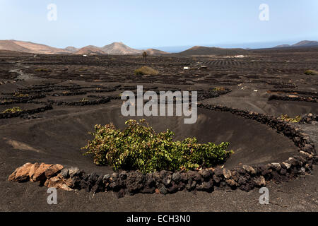 Typischen Weinberge im Trockenanbau in vulkanischer Asche, Lava, Weinstock, Weinberg La Geria, Lanzarote, Kanarische Inseln, Spanien Stockfoto