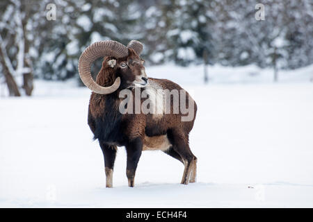 Mufflon (Ovis Ammon Musimon) im Schnee, Almtal Tal, Oberösterreich, Österreich Stockfoto