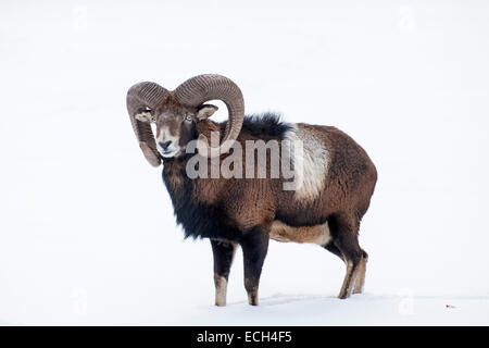 Mufflon (Ovis Ammon Musimon) im Schnee, Almtal Tal, Oberösterreich, Österreich Stockfoto