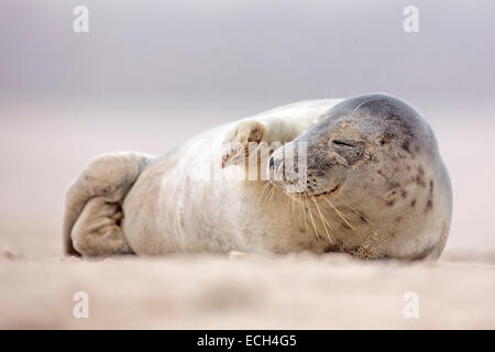 Graue Dichtung (Halichoerus Grypus), jung, Helgoland, Schleswig-Holstein, Deutschland Stockfoto