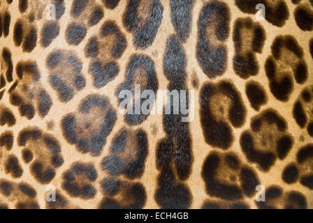 Leopard-Haut-Hintergrund Stockfoto