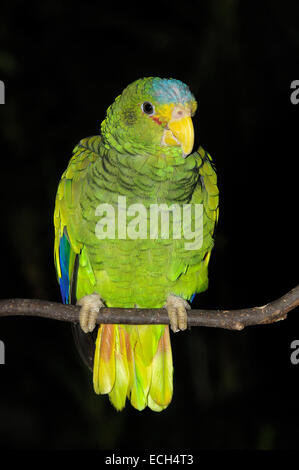 Blau-fronted Parrot (Amazona Aestiva), Xcaret Eco-archäologischer Park, Playa del Carmen, Quintana Roo state, Riviera Maya Stockfoto