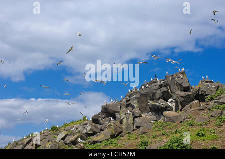 Silbermöwen (Larus Argentatus) Stockfoto