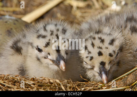 Silbermöwe (Larus Argentatus), Küken Stockfoto