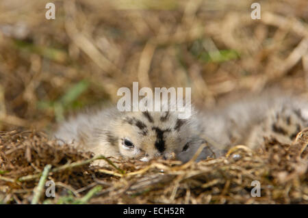 Silbermöwe (Larus Argentatus) Küken Stockfoto