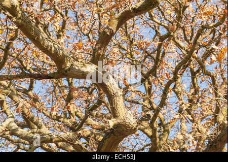 verdreht verworrenen verzerrten verflochtene Masse der alten Eiche Äste mit paar Herbstlaub verließ gegen blauen Himmel Stockfoto