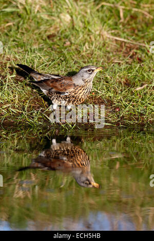 Wacholderdrossel, Turdus Pilaris. einzigen Vogel trinken, Warwickshire, Dezember 2014 Stockfoto