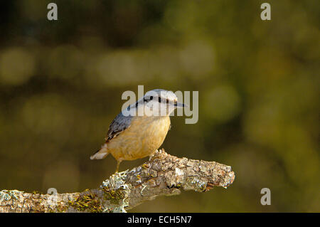 Eurasische Kleiber (Sitta Europaea) Stockfoto