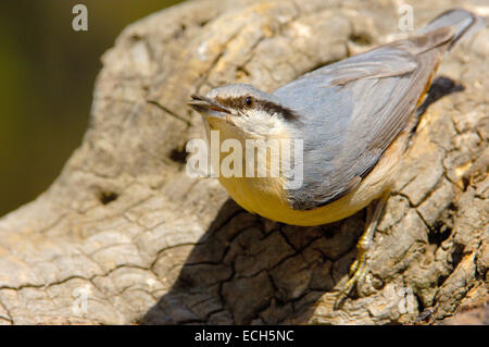 Eurasische Kleiber (Sitta Europaea) Stockfoto