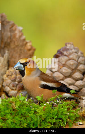 Kernbeißer (Coccothraustes Coccothraustes) Stockfoto