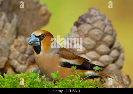 Kernbeißer (Coccothraustes Coccothraustes) Stockfoto