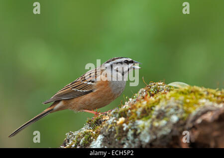 Rock Bunting (Emberiza cia) Stockfoto